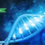 Scopri di più sull'articolo Studiare il meccanismo nascosto del metodo di riparazione del DNA   per sviluppare cure per l’’Huntington